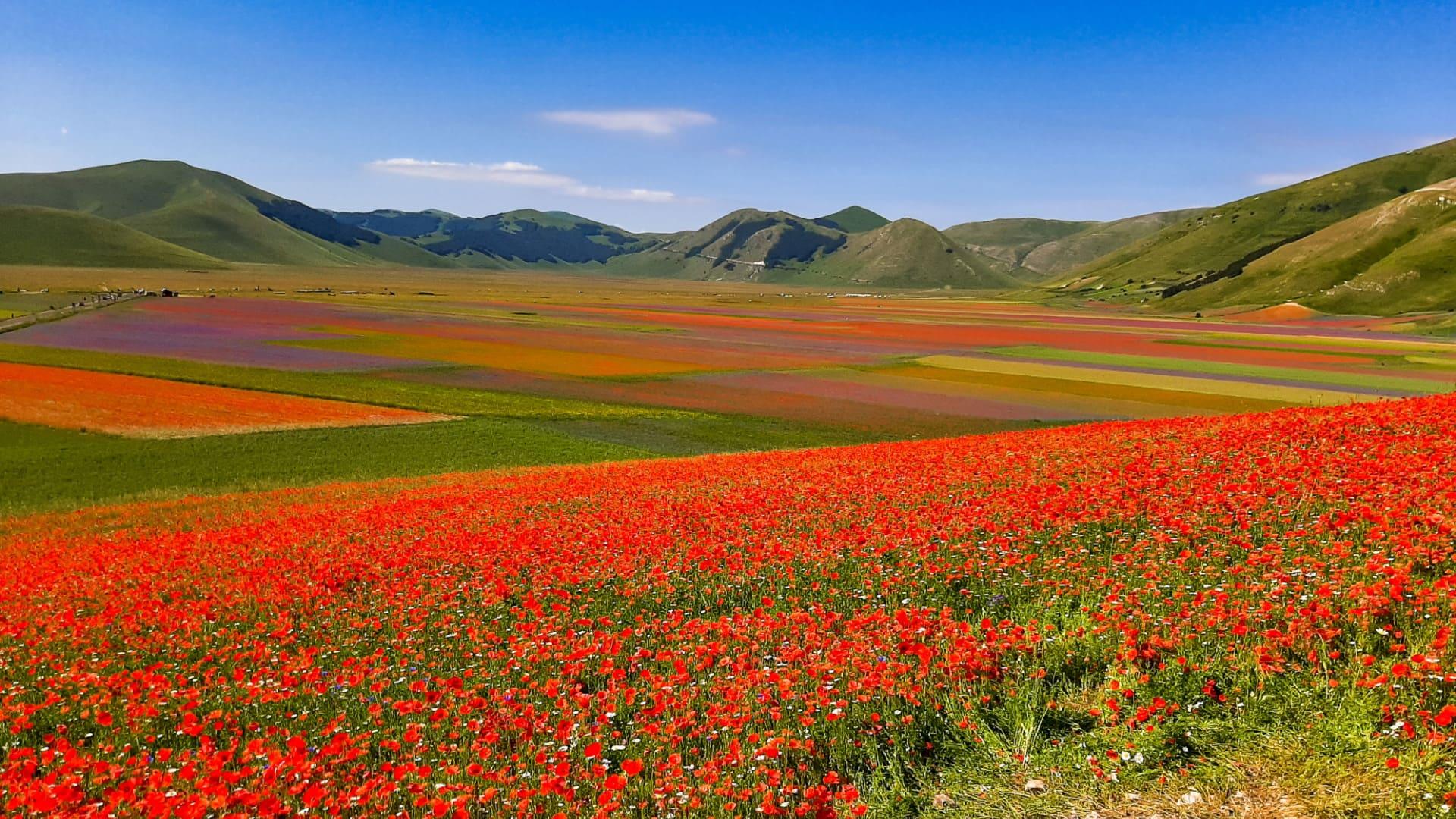 Campi di fiori colorati in una valle con montagne verdi sullo sfondo.