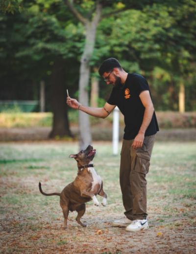 Uomo gioca con un cane nel parco, tenendo un bastone in mano.