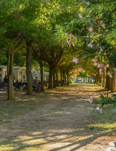 Campeggio ombreggiato con camper e biciclette, immerso nella natura con fiori e alberi.