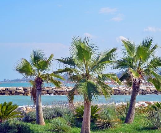 Palme sulla spiaggia con vista sul mare e cielo azzurro.