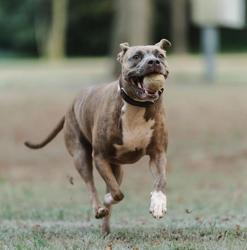 Cane che corre felice con una palla da tennis in bocca.